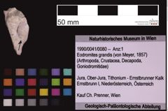 Foto (Objekt + Etiketten) von Eodromites grandis (von Meyer, 1857) (NHMW-GEO-1990-0041-0080)